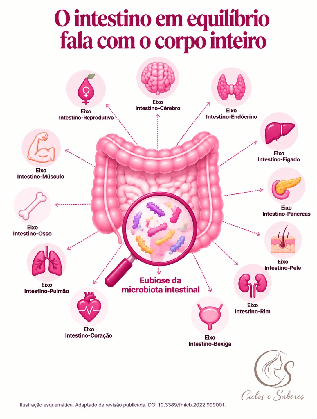 O intestino em equilíbrio fala com o corpo inteiro