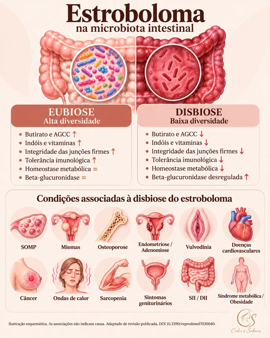 Estroboloma na microbiota intestinal